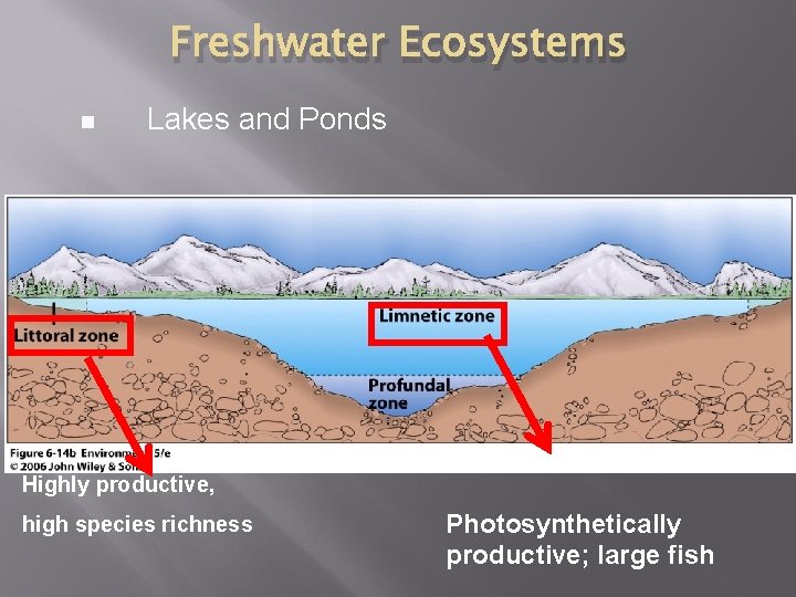 Freshwater Ecosystems n Lakes and Ponds Highly productive, high species richness Photosynthetically productive; large
