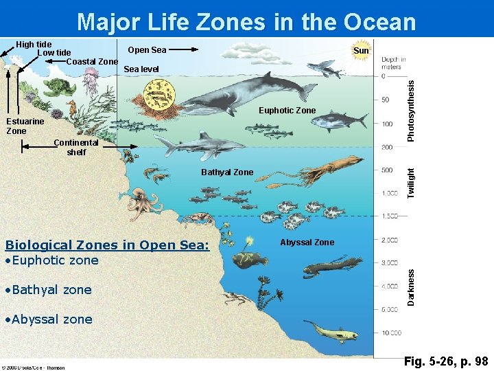 Major Life Zones in the Ocean Open Sea Sun Euphotic Zone Estuarine Zone Twilight