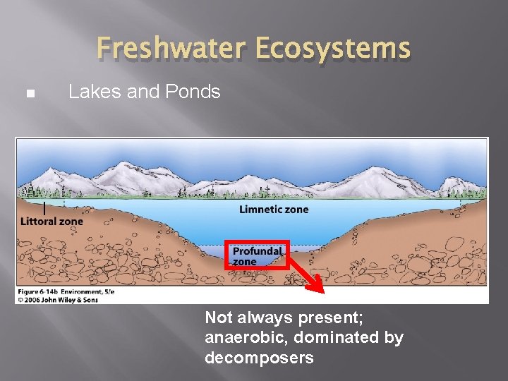 Freshwater Ecosystems n Lakes and Ponds Not always present; anaerobic, dominated by decomposers 
