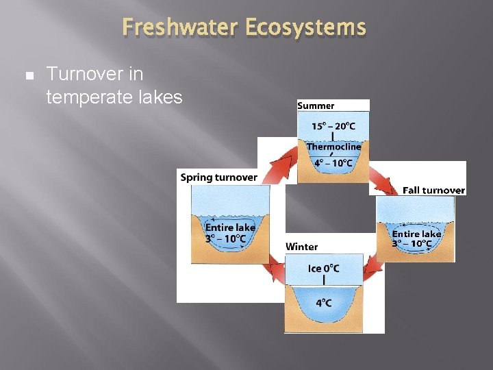 Freshwater Ecosystems n Turnover in temperate lakes 