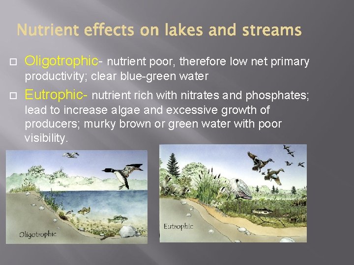  Oligotrophic- nutrient poor, therefore low net primary productivity; clear blue-green water Eutrophic- nutrient