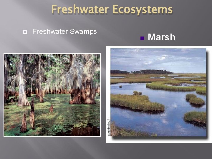 Freshwater Ecosystems Freshwater Swamps n Marsh 