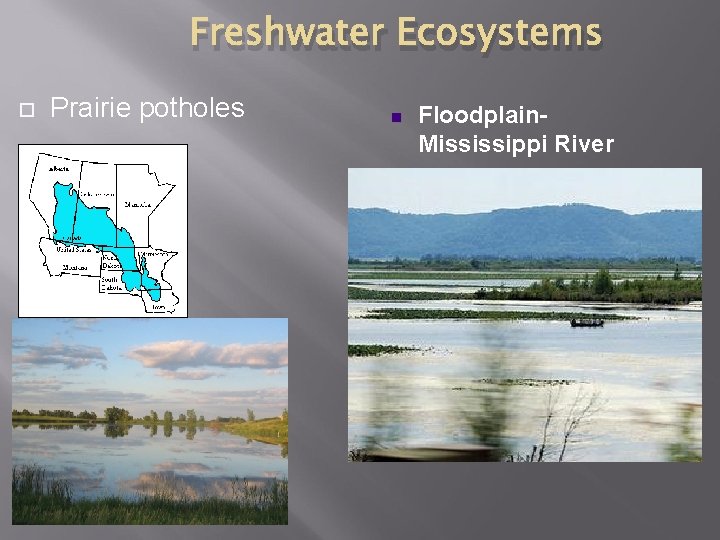 Freshwater Ecosystems Prairie potholes n Floodplain. Mississippi River 