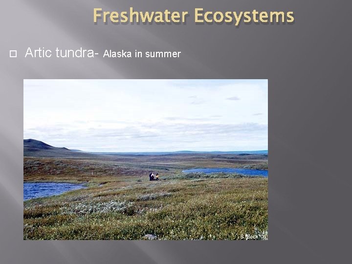 Freshwater Ecosystems Artic tundra- Alaska in summer 