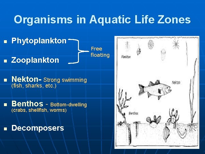 Organisms in Aquatic Life Zones n Phytoplankton n Zooplankton n Nekton- Strong swimming n