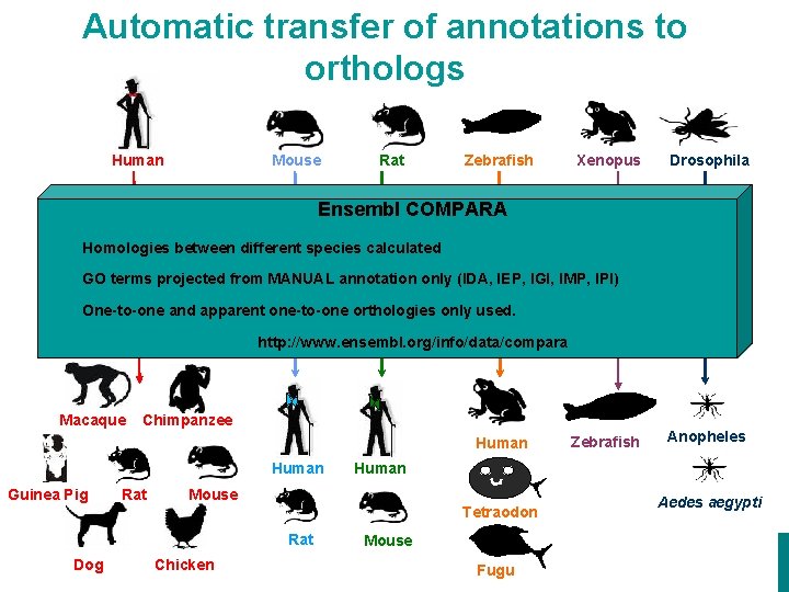 Automatic transfer of annotations to orthologs Human Mouse Rat Zebrafish Xenopus Drosophila Ensembl COMPARA