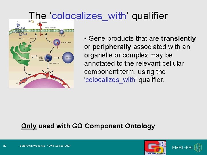 The ‘colocalizes_with’ qualifier • Gene products that are transiently or peripherally associated with an