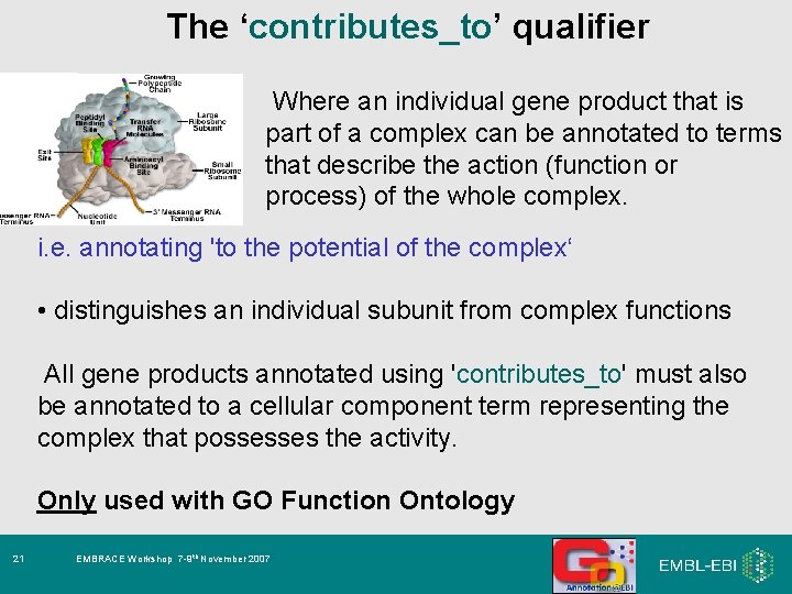 The ‘contributes_to’ qualifier Where an individual gene product that is part of a complex