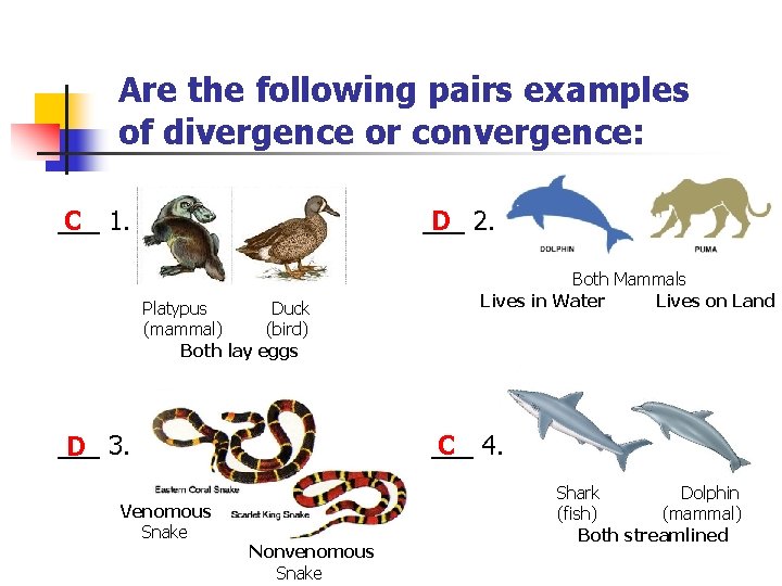 Are the following pairs examples of divergence or convergence: ___ C 1. ___ D