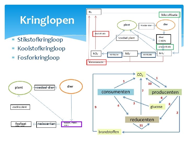 Kringlopen Stikstofkringloop Koolstofkringloop Fosforkringloop 