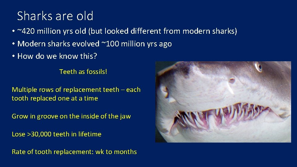 Sharks are old • ~420 million yrs old (but looked different from modern sharks)
