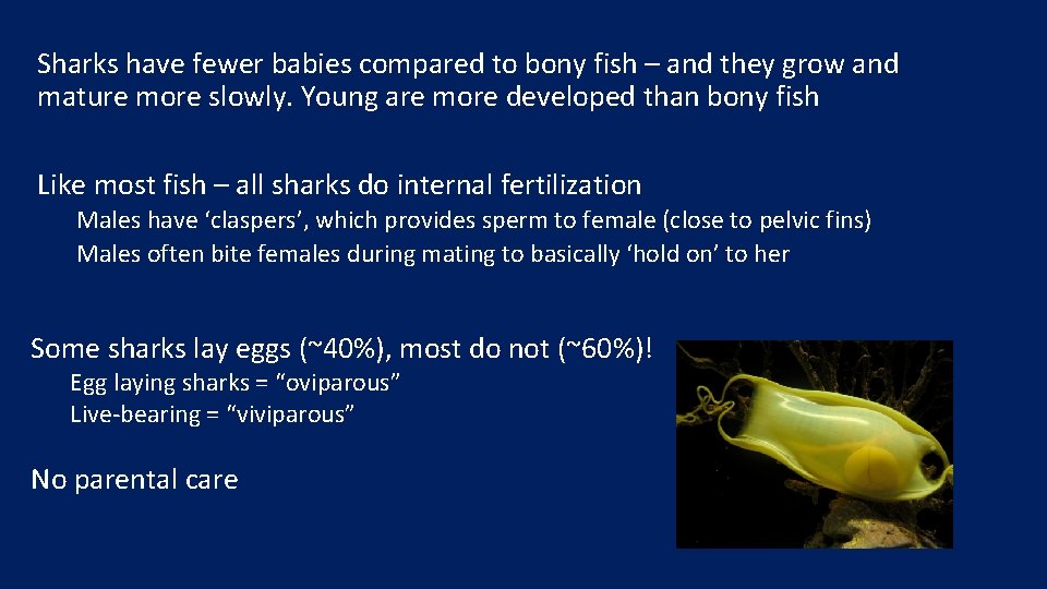 Sharks have fewer babies compared to bony fish – and they grow and mature