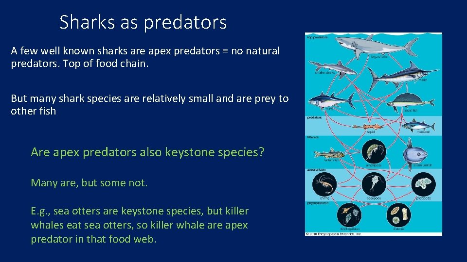 Sharks as predators A few well known sharks are apex predators = no natural