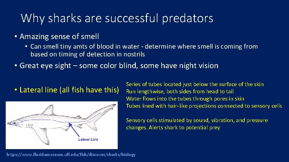 Why sharks are successful predators • Amazing sense of smell • Can smell tiny