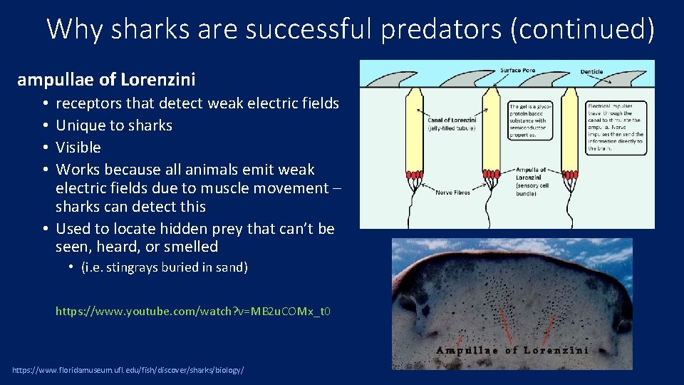 Why sharks are successful predators (continued) ampullae of Lorenzini receptors that detect weak electric