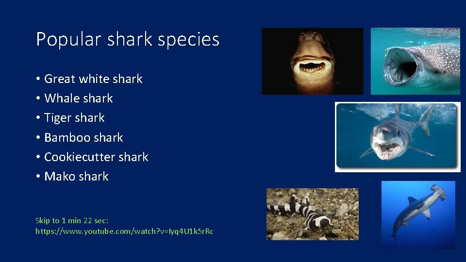 Popular shark species • Great white shark • Whale shark • Tiger shark •