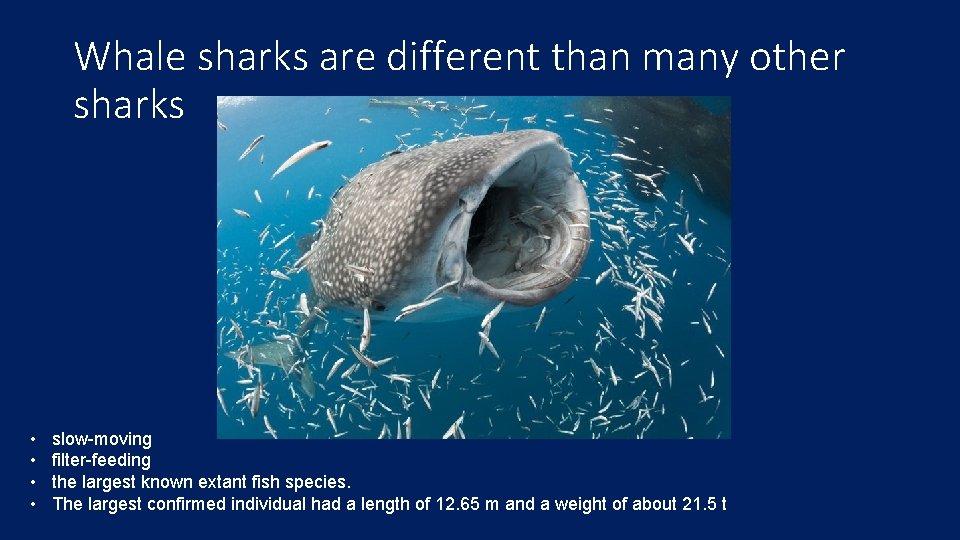 Whale sharks are different than many other sharks • • slow-moving filter-feeding the largest