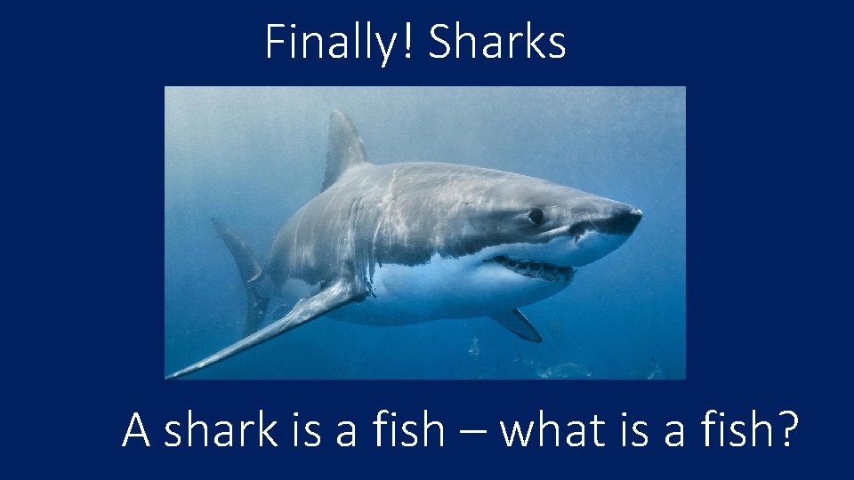 Finally! Sharks A shark is a fish – what is a fish? 