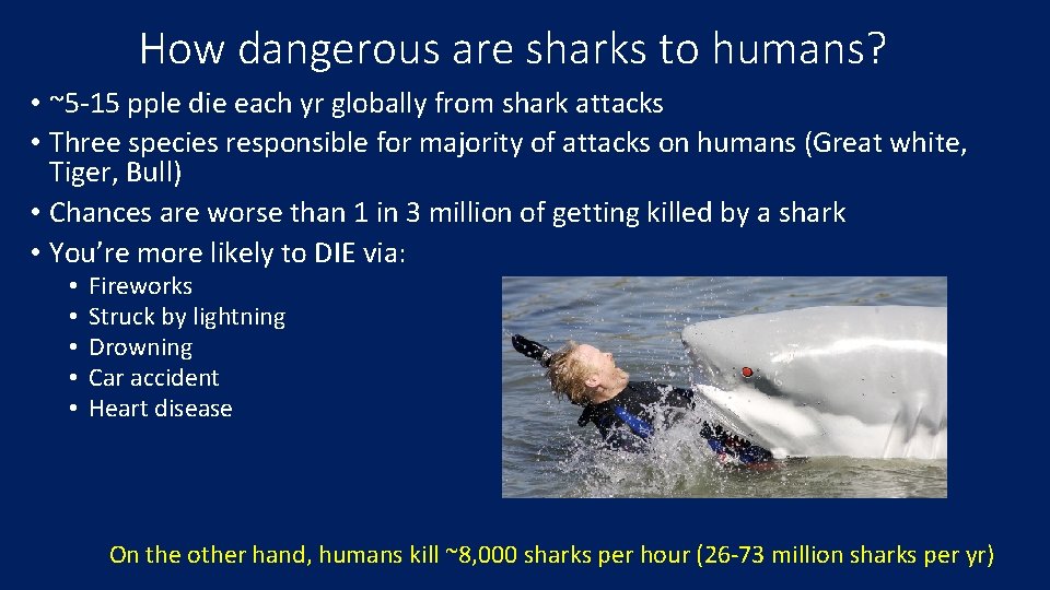 How dangerous are sharks to humans? • ~5 -15 pple die each yr globally