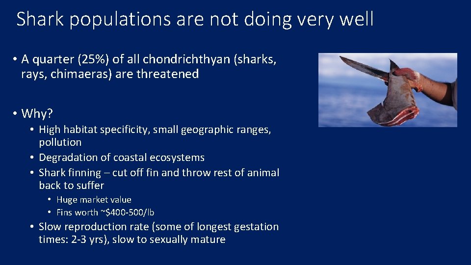 Shark populations are not doing very well • A quarter (25%) of all chondrichthyan