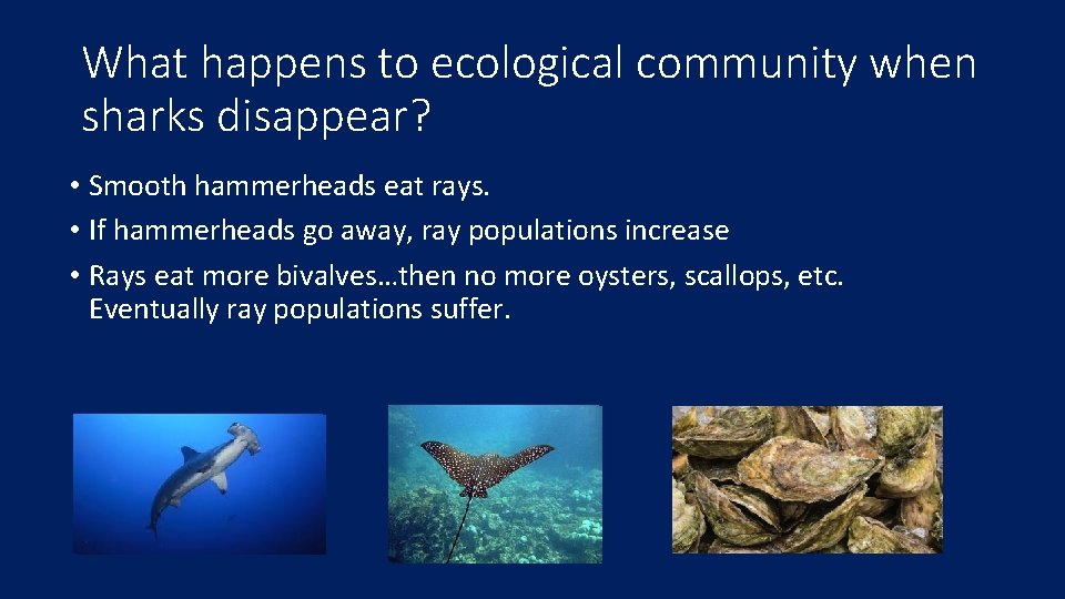 What happens to ecological community when sharks disappear? • Smooth hammerheads eat rays. •
