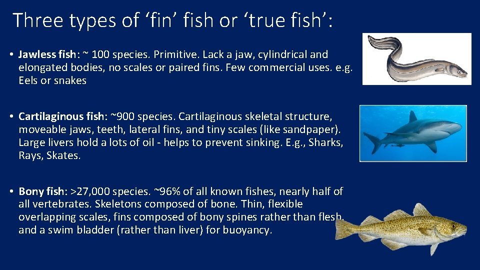 Three types of ‘fin’ fish or ‘true fish’: • Jawless fish: ~ 100 species.