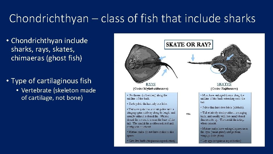 Chondrichthyan – class of fish that include sharks • Chondrichthyan include sharks, rays, skates,