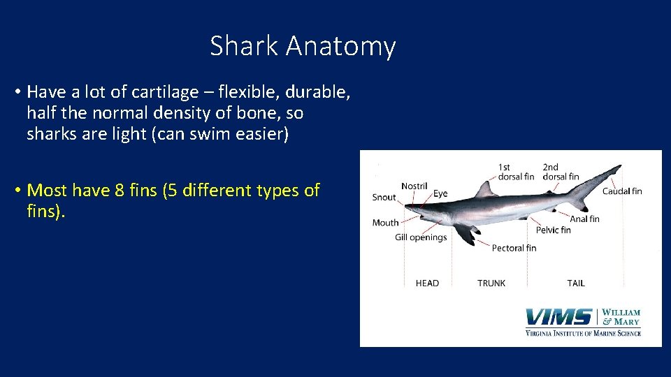 Shark Anatomy • Have a lot of cartilage – flexible, durable, half the normal