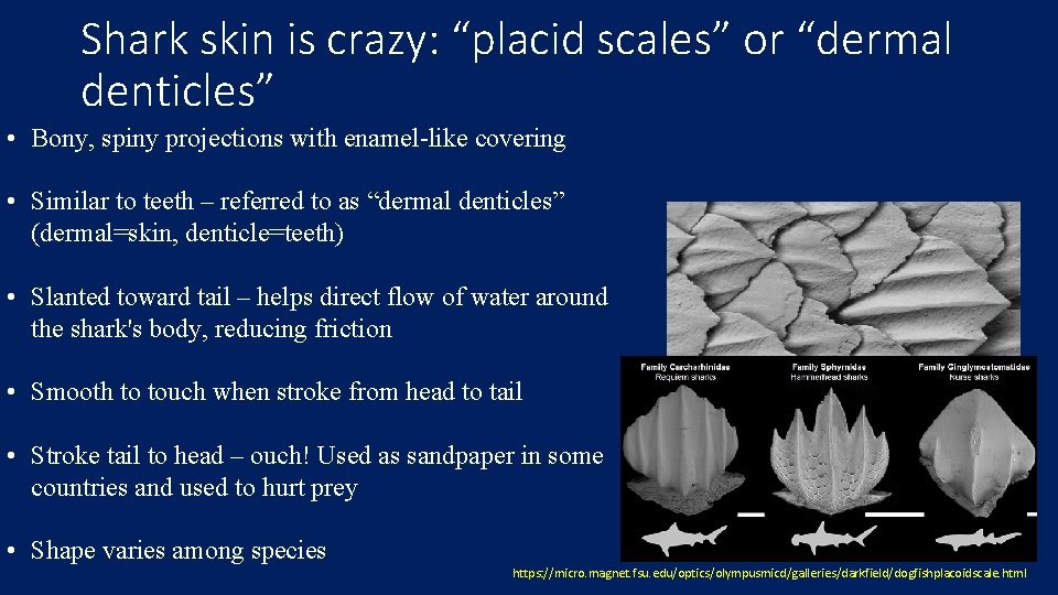 Shark skin is crazy: “placid scales” or “dermal denticles” • Bony, spiny projections with