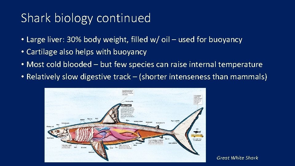 Shark biology continued • Large liver: 30% body weight, filled w/ oil – used