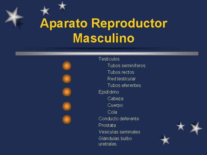 Aparato Reproductor Masculino Testículos Tubos seminíferos Tubos rectos Red testicular Tubos eferentes Epidídimo Cabeza