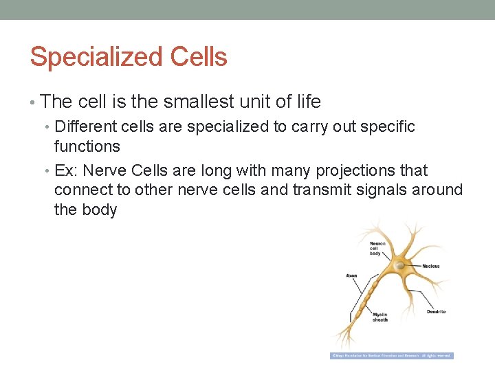 Specialized Cells • The cell is the smallest unit of life • Different cells