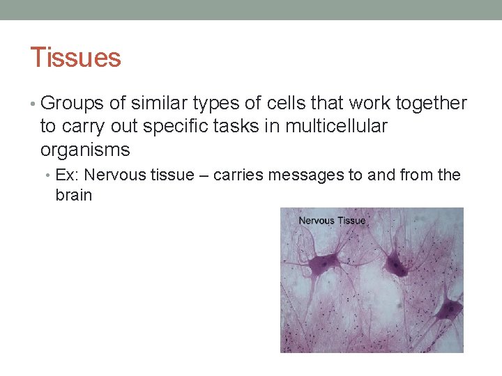 Tissues • Groups of similar types of cells that work together to carry out