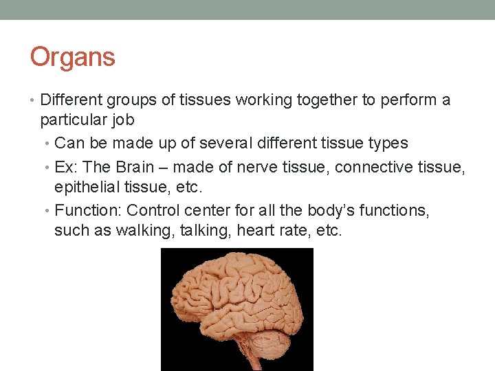 Organs • Different groups of tissues working together to perform a particular job •