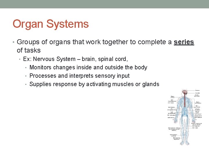 Organ Systems • Groups of organs that work together to complete a series of