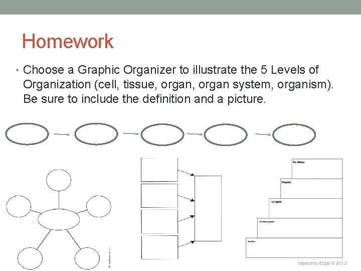 Homework • Choose a Graphic Organizer to illustrate the 5 Levels of Organization (cell,