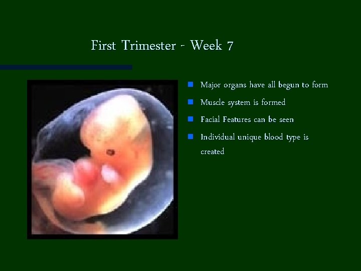 First Trimester - Week 7 n n Major organs have all begun to form