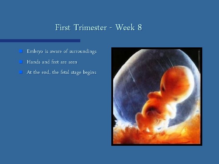 First Trimester - Week 8 n n n Embryo is aware of surroundings Hands