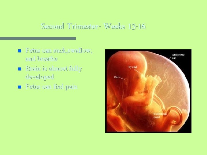 Second Trimester- Weeks 13 -16 n n n Fetus can suck, swallow, and breathe
