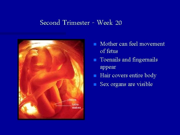 Second Trimester - Week 20 n n Mother can feel movement of fetus Toenails