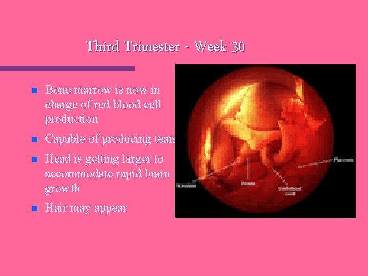 Third Trimester - Week 30 n Bone marrow is now in charge of red