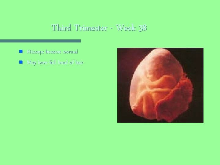Third Trimester - Week 38 n n Hiccups become normal May have full head