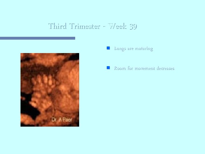 Third Trimester - Week 39 n Lungs are maturing n Room for movement decreases