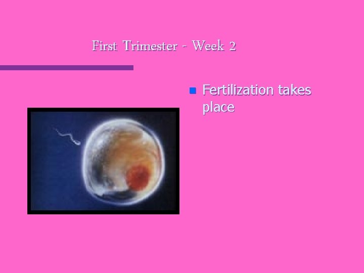 First Trimester - Week 2 n Fertilization takes place 
