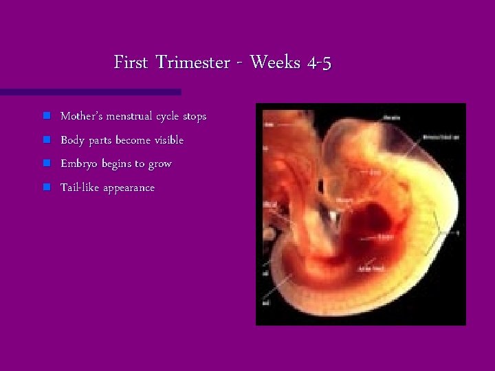 First Trimester - Weeks 4 -5 n n Mother’s menstrual cycle stops Body parts