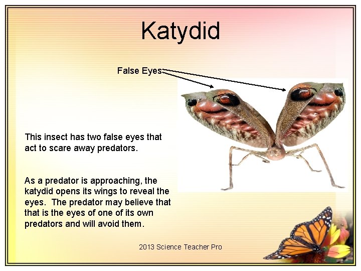 Katydid False Eyes This insect has two false eyes that act to scare away