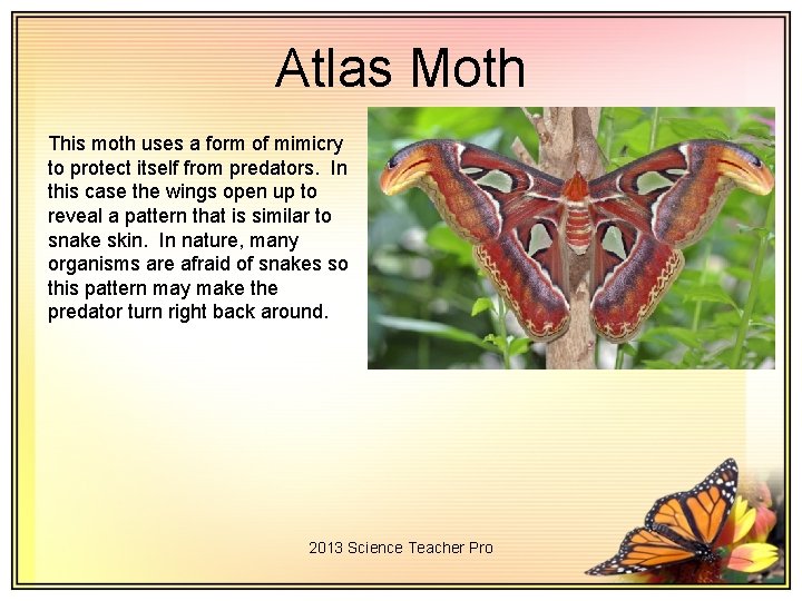 Atlas Moth This moth uses a form of mimicry to protect itself from predators.