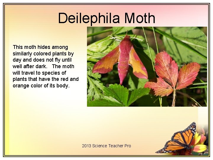 Deilephila Moth This moth hides among similarly colored plants by day and does not