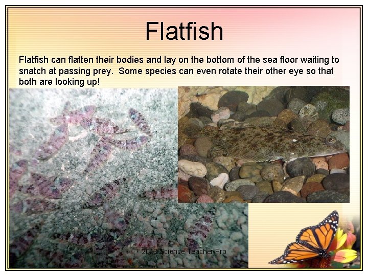Flatfish can flatten their bodies and lay on the bottom of the sea floor