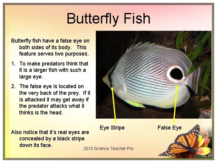 Butterfly Fish Butterfly fish have a false eye on both sides of its body.